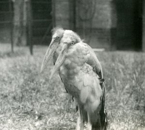 Un couple de marabouts indiens au zoo de Londres, septembre 1923
